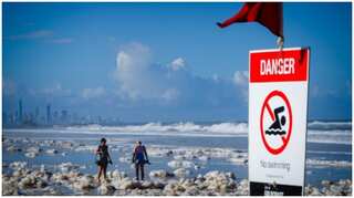 Snakes are lurking on Australia's foam-filled beaches now