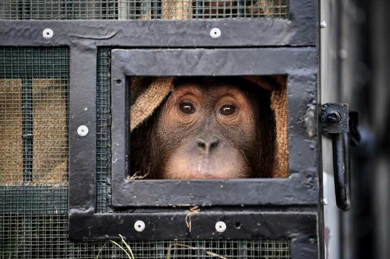 Two smuggled Indonesian orangutans fly home from Thailand Two smuggled Indonesian orangutans fly home from Thailand