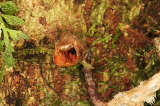 'World's ugliest orchid' among new species named in 2020