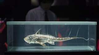 Will ghost sharks vanish before scientists can study them?