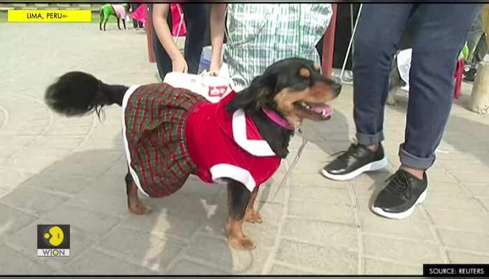 It's Santa Paws. Peru's pooches put on canine Christmas parade