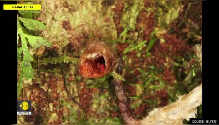 An orchid only a botanist could love