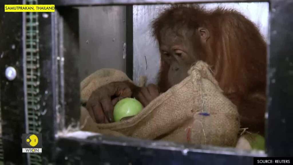 Thailand repatriates two Sumatran orangutans to Indonesia