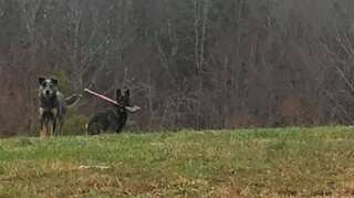 Axe-cessive security: Mailman spots dog carrying axe in its mouth; shares pictures