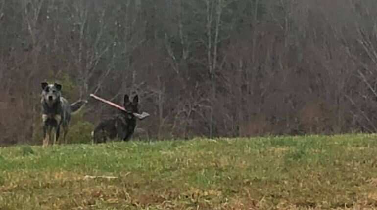 Axe-cessive security: Mailman spots dog carrying axe in its mouth; shares pictures