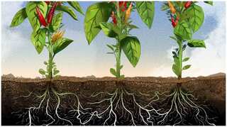 How selfish are plants? Let’s do some root analysis
