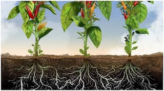 How selfish are plants? Let’s do some root analysis