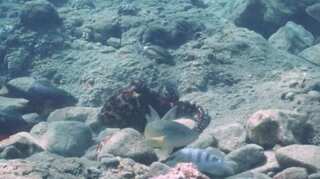 Video: Study shows how female octopuses prevent 'mating attempts' made by males