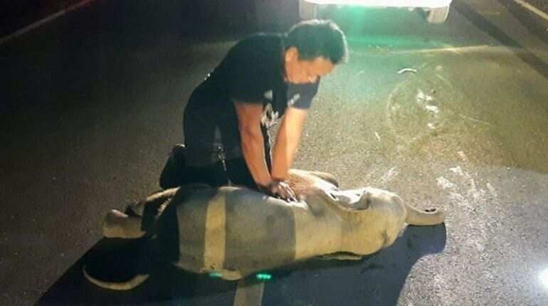 Thailand's rescue worker gives CPR to baby elephant hit by motorbike Thailand's rescue worker gives CPR to baby elephant hit by motorbike