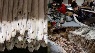 Why China could be the big winner from mink culled in Denmark over coronavirus fears