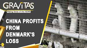 Gravitas: Denmark's mink industry nears collapse