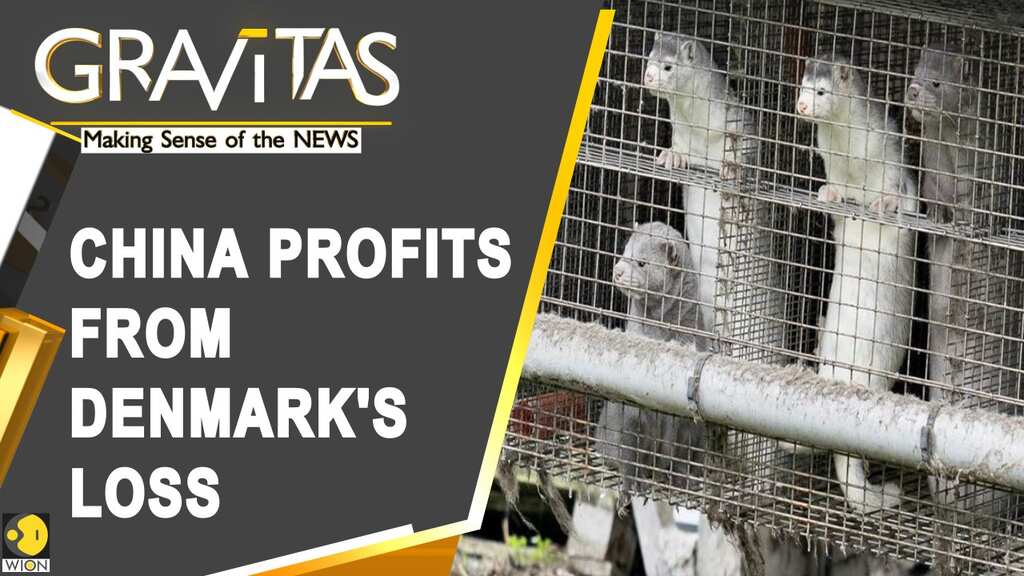 Gravitas: Denmark's mink industry nears collapse