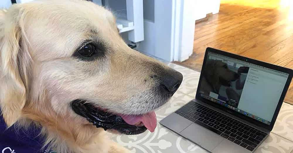 Therapy dogs in California cheer people up virtually