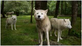 Several European nations are culling wolf population, here is why