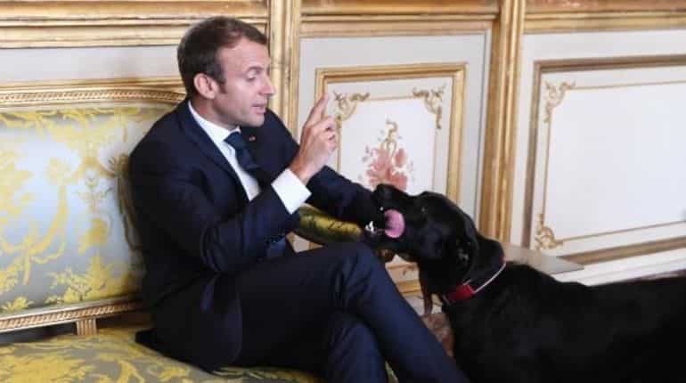 Emmanuel Macron's dog Nemo stars in video asking people for sensible pet adoption Emmanuel Macron's dog Nemo stars in video asking people for sensible pet adoption