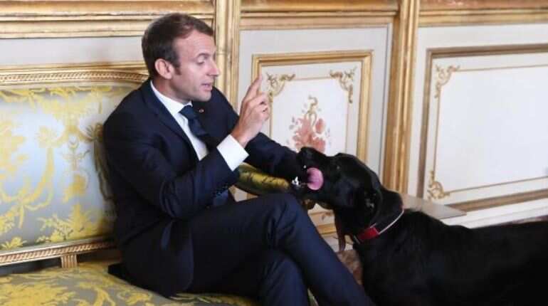 Emmanuel Macron's dog Nemo stars in video asking people for sensible pet adoption