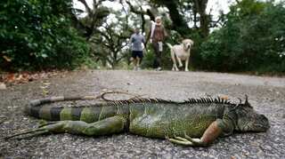 Raining iguanas? Florida forecasters issue strange warning before Christmas