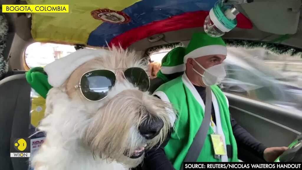 Colombian taxi driver and canine co-pilot spread Christmas cheer