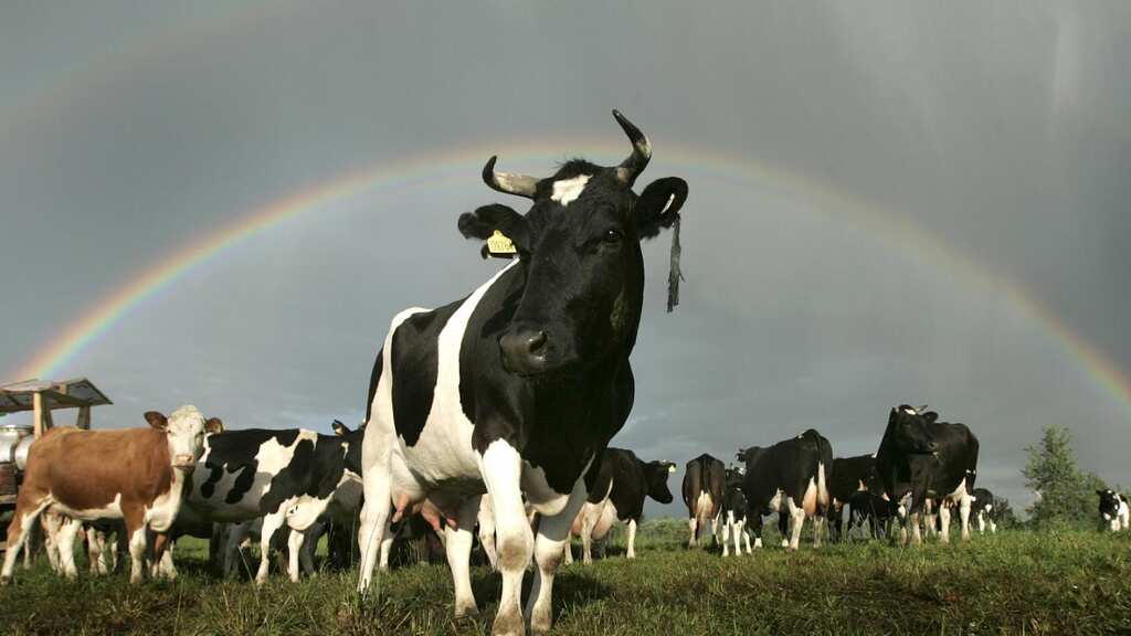 Russia's biggest 'Goshala' a shelter home for abandoned Cows