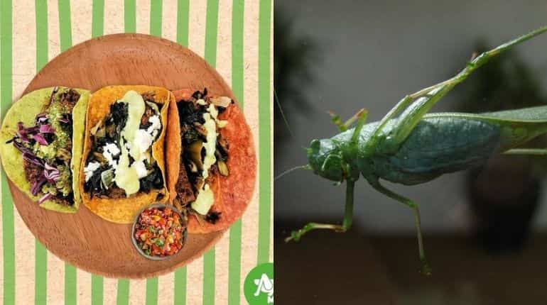Healthy crunch: Mexico's trio adds grasshoppers to menu for environment-friendly food Healthy crunch: Mexico's trio adds grasshoppers to menu for environment-friendly food