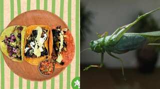 Healthy crunch: Mexico's trio adds grasshoppers to menu for environment-friendly food