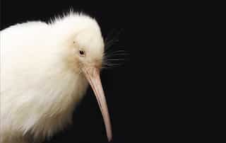 Rare white kiwi, Manukura, dies following surgery in New Zealand