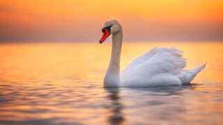True love: Swan mourning on tracks leads to delay in 23 trains