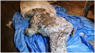 Move over mammoths, a woolly rhino has been found well- preserved in Russian permafrost