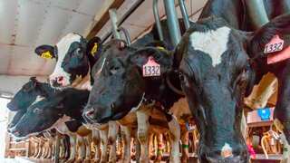 New in town: Masks for cows to filter burps to curb greenhouse gas emissions