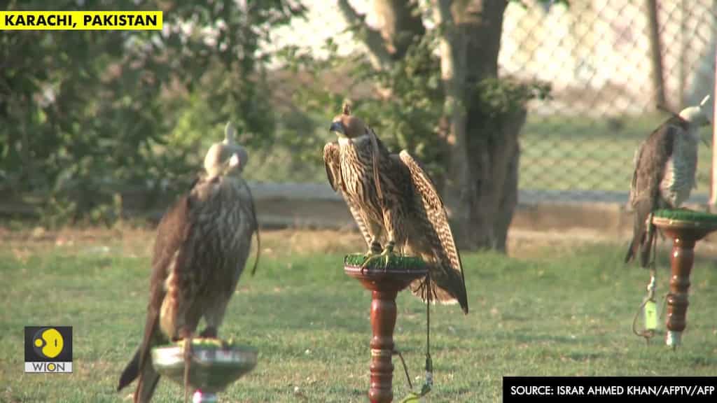 Poachers' paradise: Gulf hunts fuel falcon trafficking surge in Pakistan