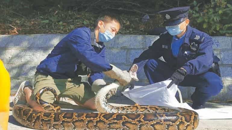 'Breaking stereotypes': Meet Ken Lee, Hong Kong's animal friendly snake catcher