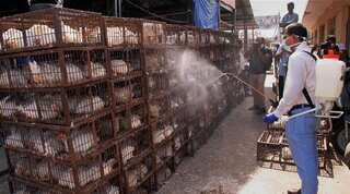 1,800 migratory birds die due to Avian flu outbreak in Himachal Pradesh