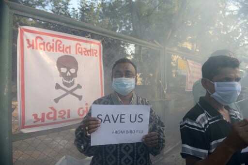 Thousands of birds to be culled over avian flu outbreak in India