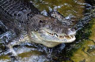 Naked fugitive found in crocodile-infested waters in Australia's far north