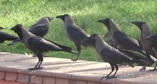 Bird flu confirmed in dead crows found in Madhya Pradesh’s Mandsaur and Agar Malwa districts 