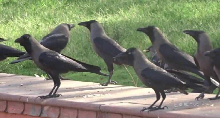 Bird flu confirmed in dead crows found in Madhya Pradesh’s Mandsaur and Agar Malwa districts 