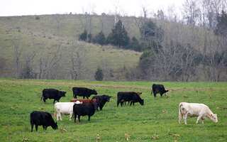 Are we the cows of the future?