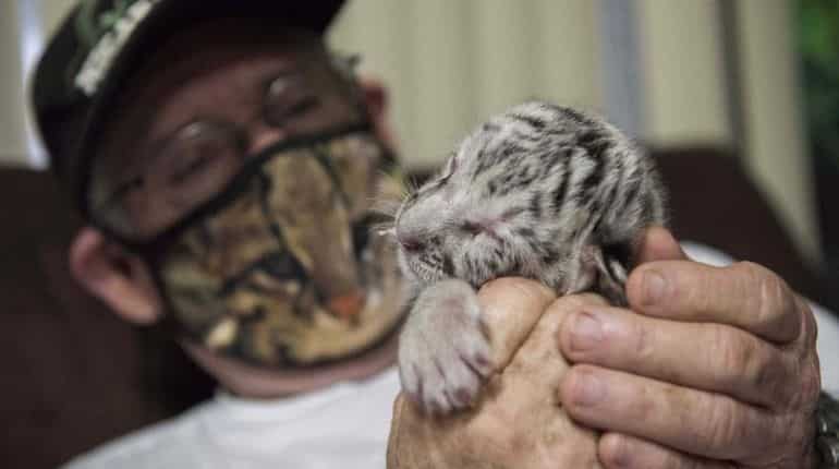 Rare white Bengal tiger abandoned by mother is now being raised by humans Rare white Bengal tiger abandoned by mother is now being raised by humans