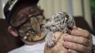 Rare white Bengal tiger abandoned by mother is now being raised by humans