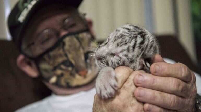 Rare white Bengal tiger abandoned by mother is now being raised by humans