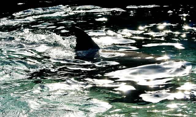 Woman dies in suspected New Zealand shark attack Woman dies in suspected New Zealand shark attack