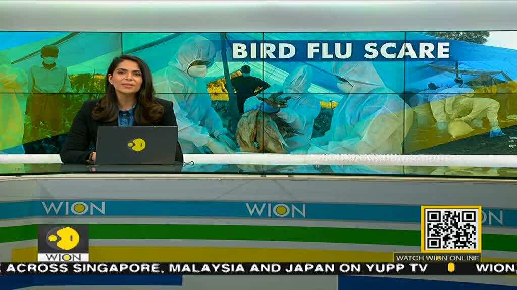 Bird flu has been reported in different parts of the World, So is this the start of another pandemic?