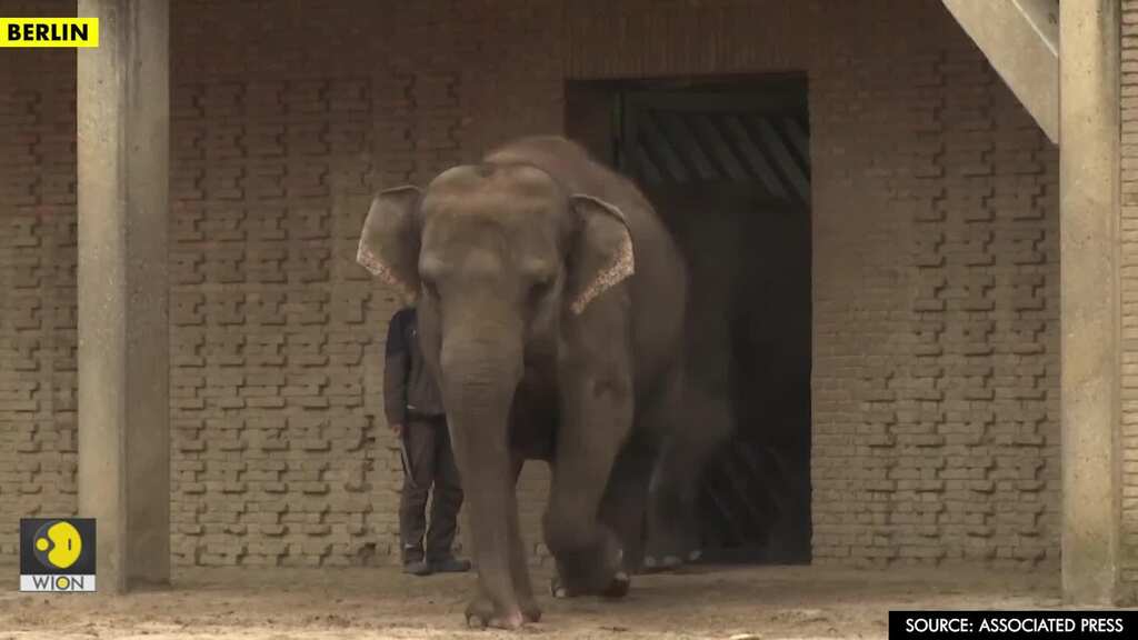 Animals at Berlin Zoo enjoy Christmas leftovers