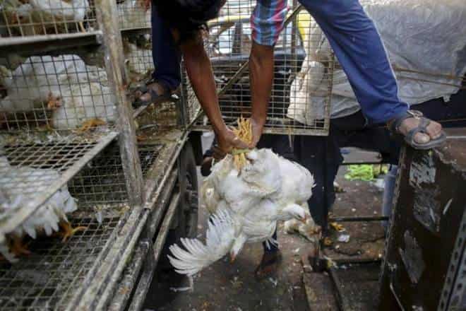 Bird flu confirmed in Delhi, all eight samples sent to Bhopal lab test positive Bird flu confirmed in Delhi, all eight samples sent to Bhopal lab test positive