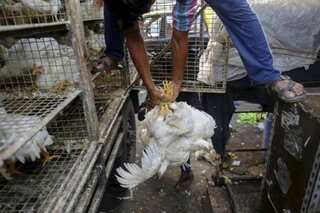 Bird flu confirmed in Delhi, all eight samples sent to Bhopal lab test positive