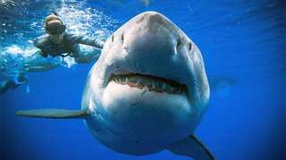 Newborn megalodons were larger than humans, researchers say