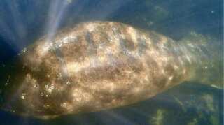 Watch: Manatee carved with 'Trump' on its back found in Florida days after Capitol riots