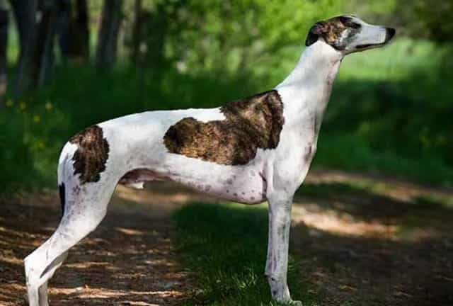 Bangladesh's treasured Sarail hounds face extinction