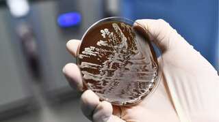 Scientists create living materials out of famous beverage ingredients