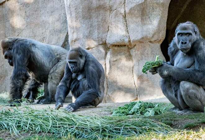Gorillas at San Diego Zoo test positive for COVID-19